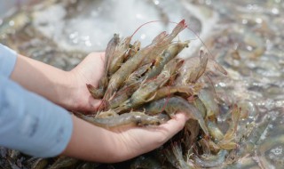 小河蝦可以連頭吃嗎 小河蝦能連頭吃嗎