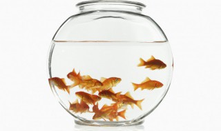 黑金魚代表什么黑金魚的風水寓意 黑金魚代表什么黑金魚的風水寓意是什么