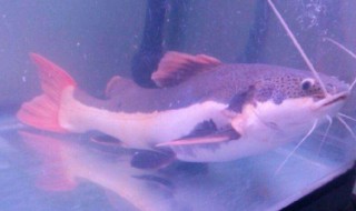 家里養七星刀魚招財嗎 家里養七星刀魚是有招財的寓意的