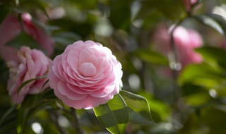 家里養茶花為什么不能對門(門前養茶花好不好)