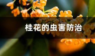 桂花樹的病蟲害防治 桂花樹的病蟲害防治方法