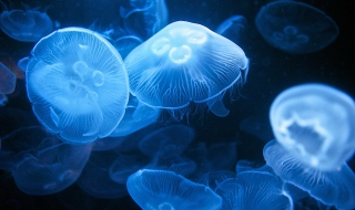 水母吃什么？養的方法有哪些？