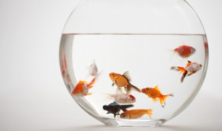 普通小魚吃什么食物 魚類相關介紹