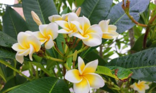雞蛋花樹對風水影響嗎 雞蛋花樹對風水有沒有影響