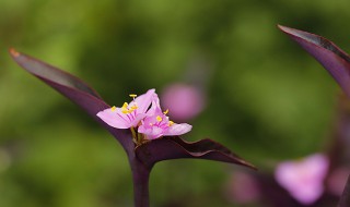 紫竹花寓意 關于紫竹花的寓意
