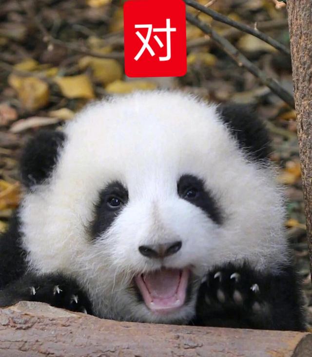 老實人的思想太笨是什么原因？