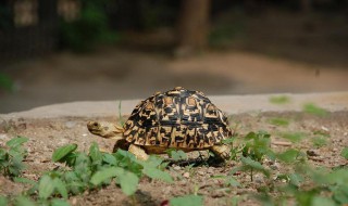 豹龜好養嗎 豹龜飼養技巧