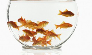 觀賞金魚的養殖方法 觀賞金魚的養殖方法有哪些