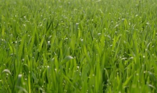 小麥苗的種植方法 小麥苗的種植方法介紹
