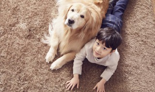 夢見狗丟了預示著什么 夢見狗丟了預示的意思