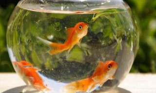 請問養金魚多長時間換一次水 請問養金魚多久換一次水