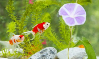 地圖魚養幾條吉利招財 關于地圖魚養幾條吉利招財