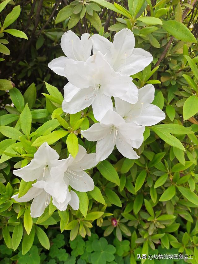 大張旗鼓宣傳自己，是不是自戀？