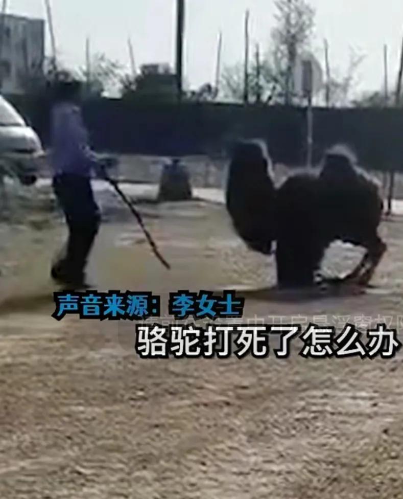 一景區駱駝被人輪番棒打致“屈膝求饒”