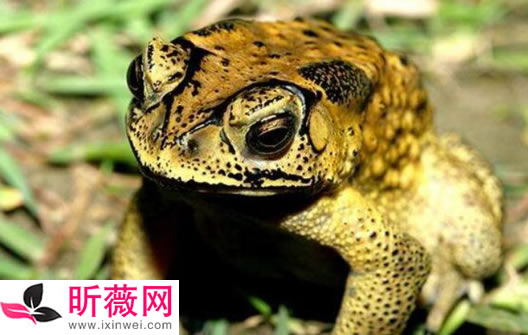 琵琶蟾蜍是什么意思琵琶蟾蜍圖片恐怖