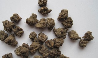 貓爪草是什么藥材 什么是貓爪草
