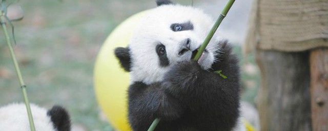 大熊貓喜歡吃什么竹子 食肉動物適應環境改吃竹子