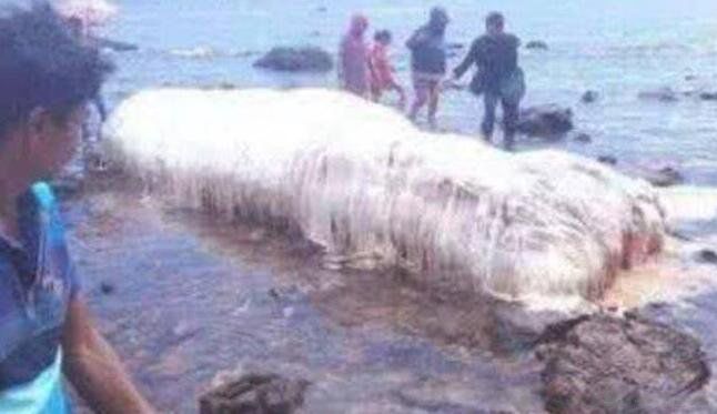 南非海怪長毛魚圖片 巨型南非海怪真相是什么