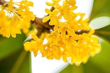 桂花介紹