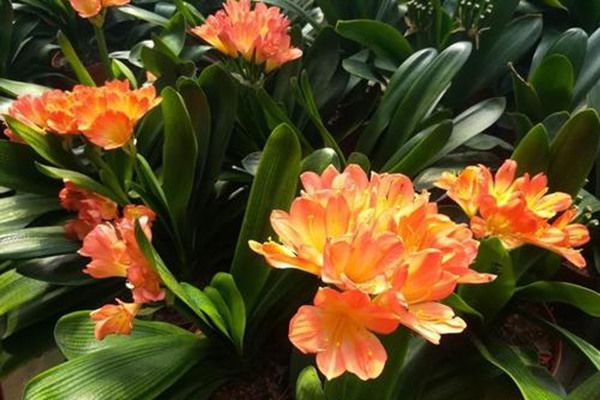 客廳放哪些植物風水好 客廳適合養什么植物風水好