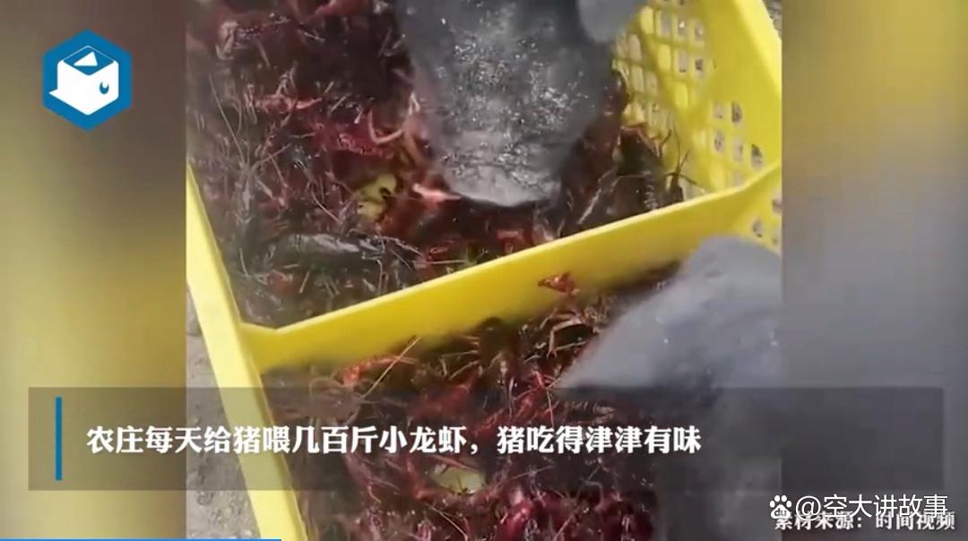 女子養豬竟每天用上百斤小龍蝦當飼料