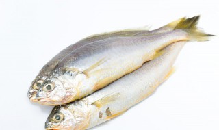 懷孕期間做夢夢到魚 懷孕期間做夢夢到魚好不好