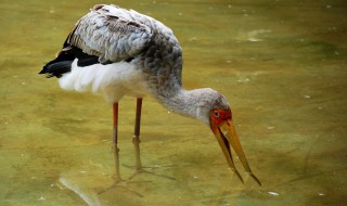 永川野生動物園自駕游攻略 關于永川野生動物園自駕游攻略