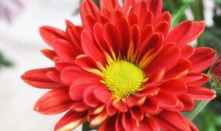 玫瑰紅的菊花花語是什么 玫瑰紅的菊花的簡介