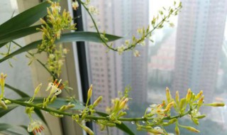 龍須樹開花什么兆頭 龍須樹開花是預示什么