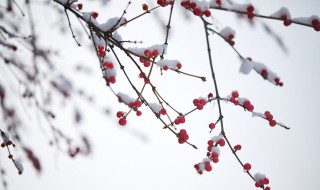 小雪節氣有什么習俗 小雪節氣的習俗
