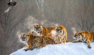 2022年屬什么生肖什么命 2022年是什么生肖什么命運
