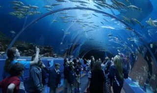 大連圣亞海洋世界的門票信息大連圣亞海洋世界門票
