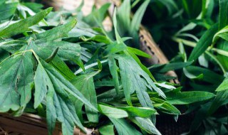 艾草長在什么地方驅蚊蟲 艾草長在哪些地方驅蚊蟲