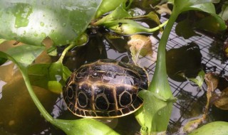 緬甸孔雀龜飼養方法 需要什么水質