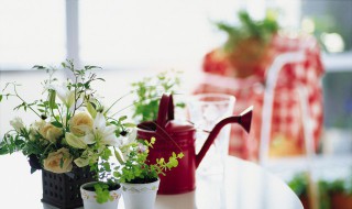 室內養花風水禁忌 室內養花有哪些風水禁忌