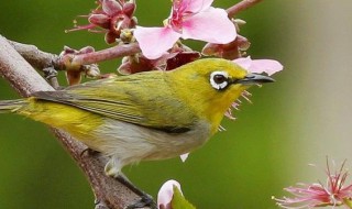 春季如何挑選繡眼鳥 怎樣挑選繡眼鳥