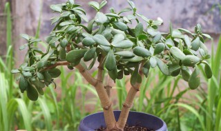 家里養玉樹有什么寓意 家里養玉樹的寓意