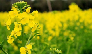 油菜花朋友圈文案 關于發油菜花的句子