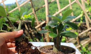 黃櫨的盆栽養護方法 關于黃櫨的盆栽養護方法