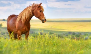 真實開車撞到馬有什么兆頭開車撞死馬