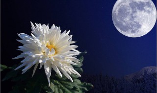 月移花影是什么意思 月移花影的意思是什么