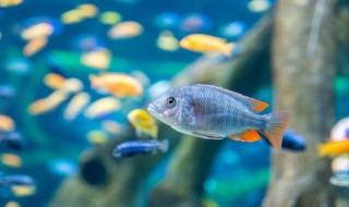 高鐵可以帶活魚嗎 乘坐高鐵可以帶活魚嗎