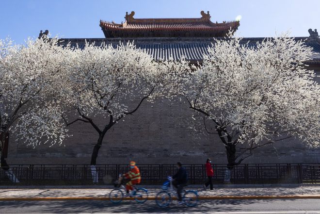 北京雍和宮墻外碧桃花開 純白如雪