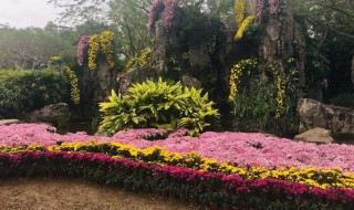 深圳菊花展在哪個公園舉辦的 詳細地址在哪里