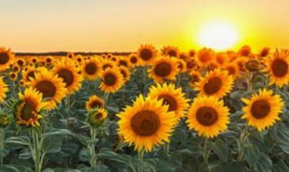 向日葵的圓盤為何會隨著太陽轉動 向日葵的圓盤隨著太陽轉動的原因介紹