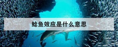 鯰魚效應是什么意思 行業鯰魚是什么意思