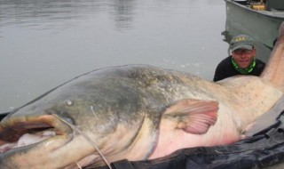 滑舌魚是什么樣子的 滑舌魚簡單介紹