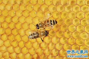  夏季最適宜多吃10種清血食物