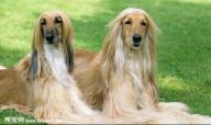 阿富汗獵犬拉肚子怎么辦 吃什么藥有效？