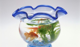 魚缸放沙發旁邊可以嗎魚缸可以放在沙發邊上嗎